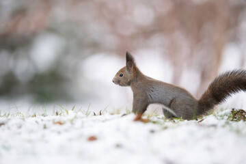 雪の中のエゾリス