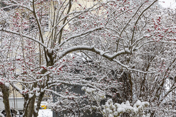 寒波による大雪