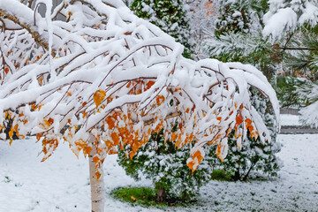 Snow lies on the branches of a tree with yellow leaves at the beginning of winter after a snowfall