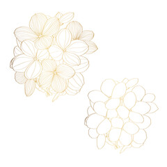 Hand draw golden line hydrangea flowers illustration. Botanical floral card on white background.