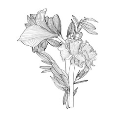 Floral bouquets with black and white line hand drawn amaryllis, ranunculus flowers herbs, garden and tropical flowers and insects in sketch style. - 556445617