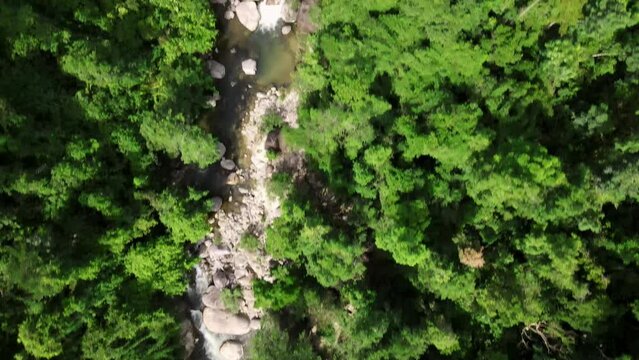 A mountain river in the middle of a green forest with trees and stones on the shore.