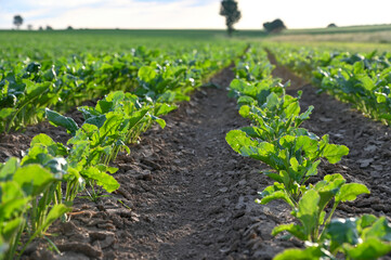 Spinach growing in the field. Young spinach leaves growing in rows in spring. Agriculture.  