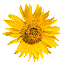 Bright yellow sunflower isolated on a white background.