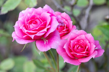 Pink rose, have green leaves blurred as backdrop, suitable for use background