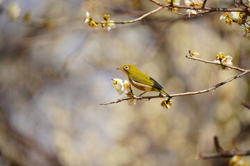 梅とメジロ