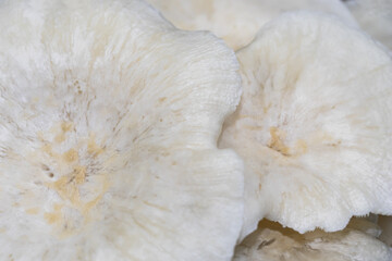 White mushroom growing on tree stump, in nature, nutritious food, close-up shot