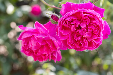 Pink rose blooming on tree have green leaves blurred as backdrop with bokeh from light suitable for use background