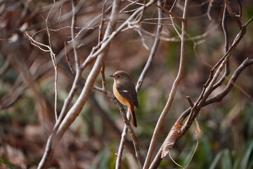 ジョウビタキのメス