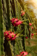 dragon fruit on the dragon fruit pitaya tree, harvest in the agriculture farm at asian exotic tropical country, pitahaya organic cactus plantation in thailand or vietnam in the summer sunny day