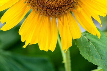 Partial close-up of beautiful sunflowers