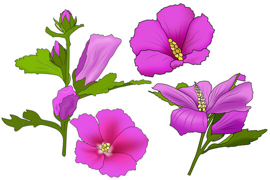 Drawn purple flowers with green leaves and a part of the stem isolated on a white background.
