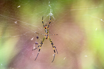 Spiders inhabiting the fields