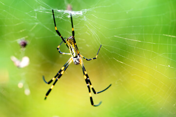Spiders inhabiting the fields