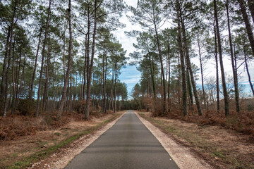 Fototapeta premium Estrada de asfalto a meio de um pinheiral num dia de inverno com o céu nublado