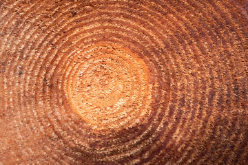 Textura de um tronco de madeira de pinho com os seus anéis no interior 