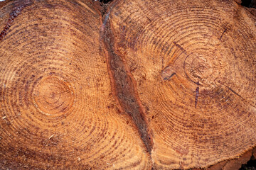 Textura de um tronco duplo de madeira de pinho com os seus anéis no interior