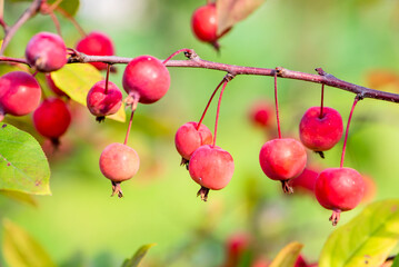 Hawthorn and Begonia Fruits Growing in the East of North China
