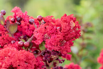 Lagerstroemia indica growing in North China
