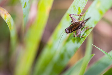 Crickets inhabiting the wild grass in the field