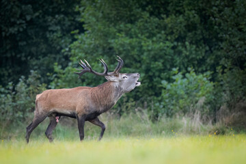 Naklejka na ściany i meble European deer male buck ( Cervus elaphus ) during rut