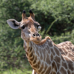 Naklejka premium Giraffa Giraffa - Southern giraffe - Two-horned giraffe - Girafe du Sud