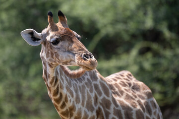 Obraz premium Giraffa Giraffa - Southern giraffe - Two-horned giraffe - Girafe du Sud