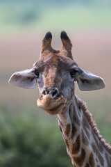 Naklejka premium Giraffa Giraffa - Southern giraffe - Two-horned giraffe - Girafe du Sud