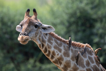 Giraffa Giraffa - Southern giraffe - Two-horned giraffe - Girafe du Sud