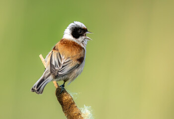 Penduline tit ( Remiz pendulinus ) - male