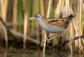Little crake bird ( Porzana parva )