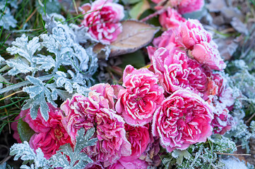 many pink tea rose flowers covered with frost crystals on a frosty morning.
