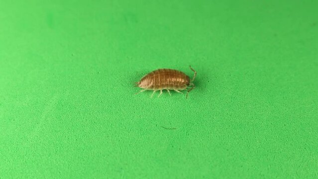 Woodlouse, pill bug on a green background.
Wood louse isolated.
It's also called a woodlice, wood lice and slater.
close up of insect, bug.
insects, animals, animal, bugs.
wildlife, wild nature, woods