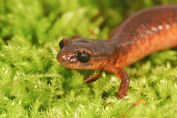 Closeup on a nice red colored Californian Ensatina eschscholtzii intermediate form, sitting on green moss