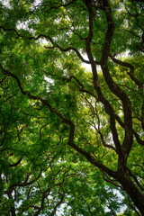 Jungle forest and thickets of tropical plants and trees with green foliage on the crowns. Natural green background.