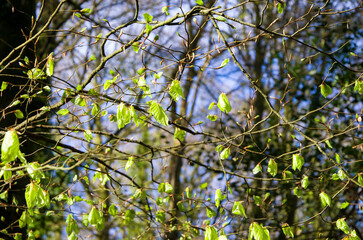 Spring nature, greenery in the forest, young leaves on the trees, wild garlic, beautiful sun, stream with stones, path, ivy