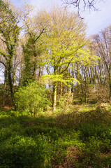 Spring nature, greenery in the forest, young leaves on the trees, wild garlic, beautiful sun,...