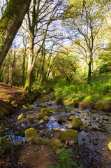 Spring nature, greenery in the forest, young leaves on the trees, wild garlic, beautiful sun, stream with stones, path, ivy