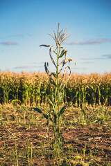 Lone dried corn on cultivated field illuminated by bright sunlight. Corn stalk sways on light wind...