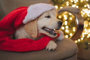 golden retriever puppy for new year and Christmas in santa claus hat