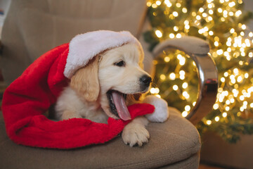 golden retriever puppy for new year and Christmas in santa claus hat