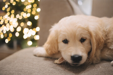golden retriever puppy eats a bone for new year and Christmas