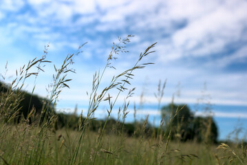 Gramin&eacute;es  dans le vent par beau temps 