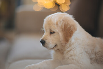 a golden retriever puppy sits on the sofa at the Christmas tree in winter