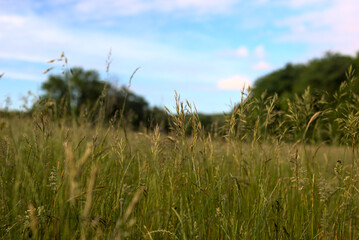 Champs de graminées en été 