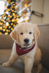 a golden retriever puppy sits on the sofa at the Christmas tree in winter