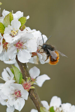Closeup on a male Horned mason bee, Osmia cornuta drinking nectar on white cherry blossoms