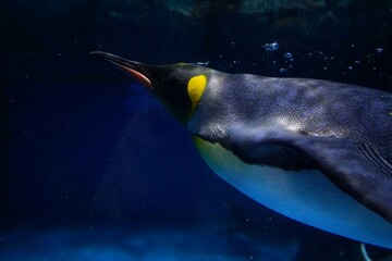 泳いでるペンギン