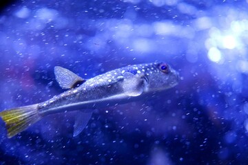 雪が降っているところを泳いでいる魚
