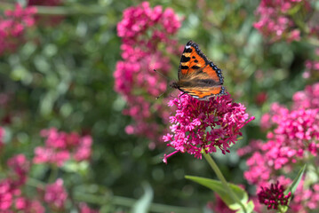 Papillon petite tortue (Aglais urticae) sur fleurs de Valériane rouge (Centranthus ruber) - France 